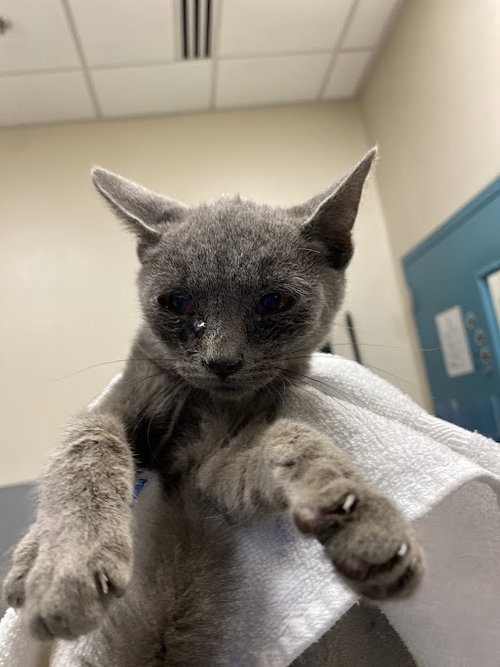Scamper, Domestic Short Hair / Mixed (medium coat)