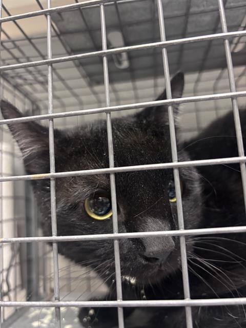 Toaster Oven, Domestic Short Hair / Mixed (medium coat)