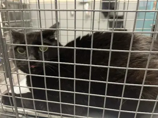 Neffertiti - Domestic Short Hair