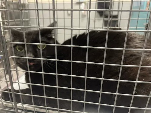 Neffertiti, Domestic Short Hair / Mixed (medium coat)