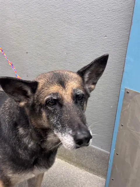 Lia - German Shepherd Dog