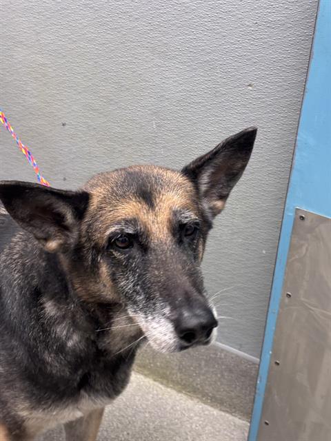 Lia, German Shepherd Dog / Mixed (medium coat)