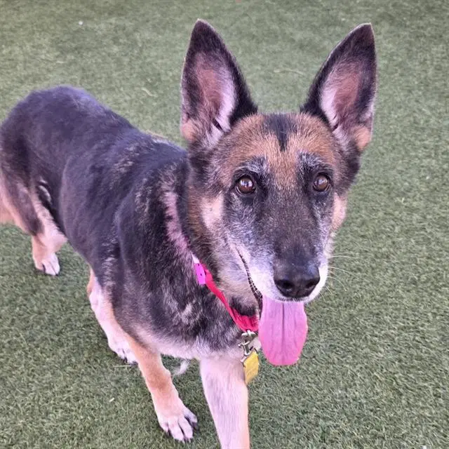 Lia - German Shepherd Dog