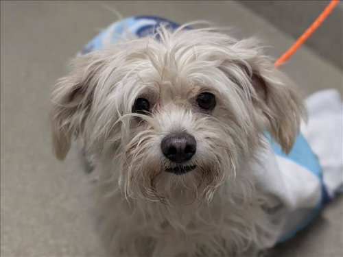 Matty, Maltese / Mixed (medium coat)