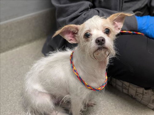 Rollie, Terrier / Mixed (medium coat)