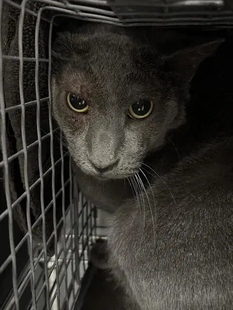 Disco - Domestic Short Hair