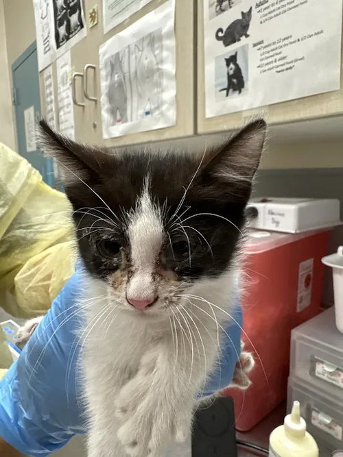 Jackson, Domestic Short Hair / Mixed (medium coat)