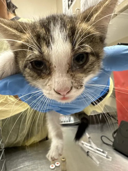 Sock, Domestic Short Hair / Mixed (medium coat)