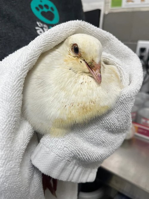 Marsh, Dove (medium coat)