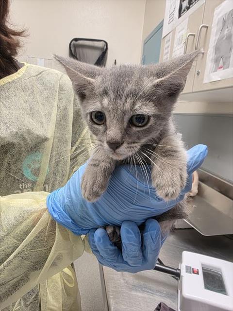 Pablo, Domestic Short Hair / Mixed (medium coat)