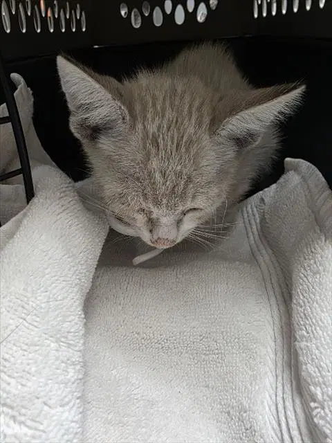 Snowglow - Domestic Short Hair