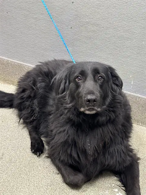 Gus Gus - Flat-coated Retriever