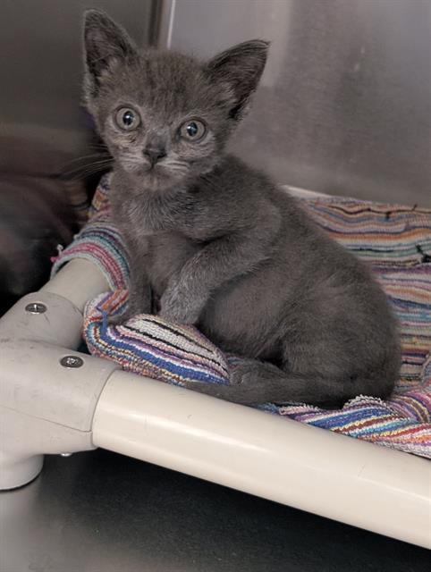 Stefanie, Domestic Short Hair / Mixed (medium coat)