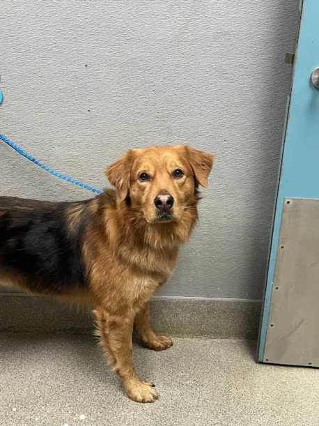Kratos, Golden Retriever / Mixed (medium coat)