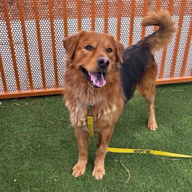 Kratos - Golden Retriever