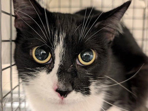 Cloud, Domestic Short Hair / Mixed (medium coat)