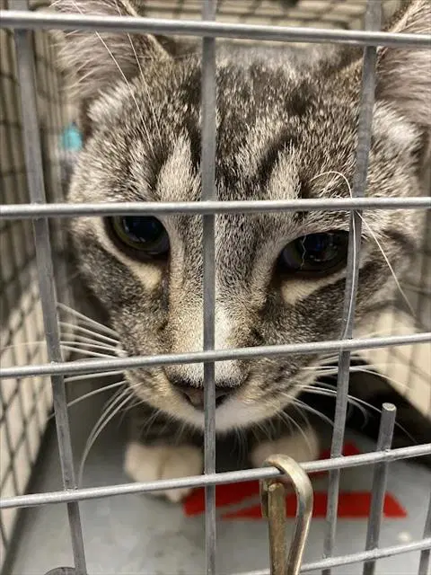 Rodrigo - Domestic Short Hair