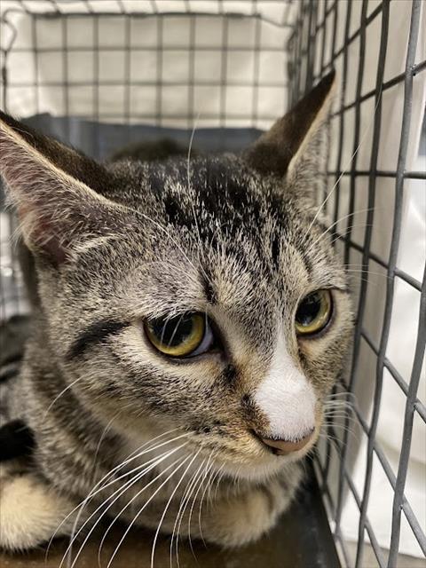Tina, Domestic Short Hair / Mixed (medium coat)
