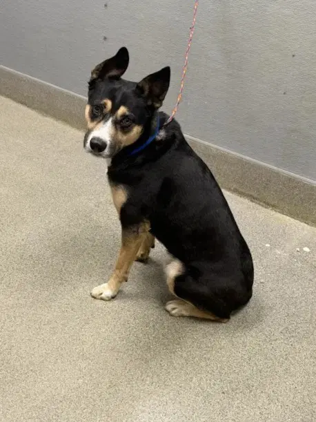 Warlock - Australian Cattle Dog/Blue Heeler