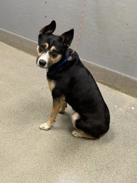 Warlock, Australian Cattle Dog/Blue Heeler / Mixed (medium coat)