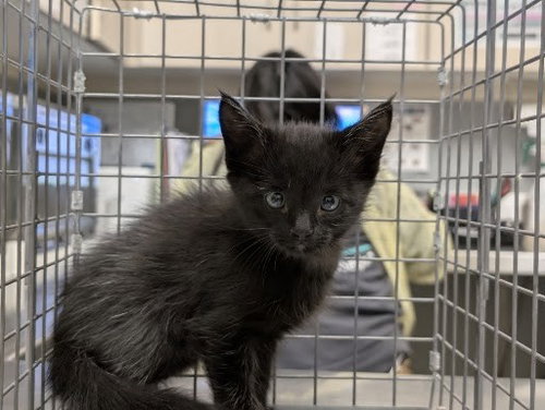 Luis, Domestic Short Hair / Mixed (medium coat)