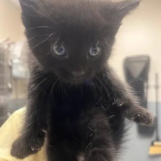 Sunflower, Domestic Short Hair / Mixed (medium coat)