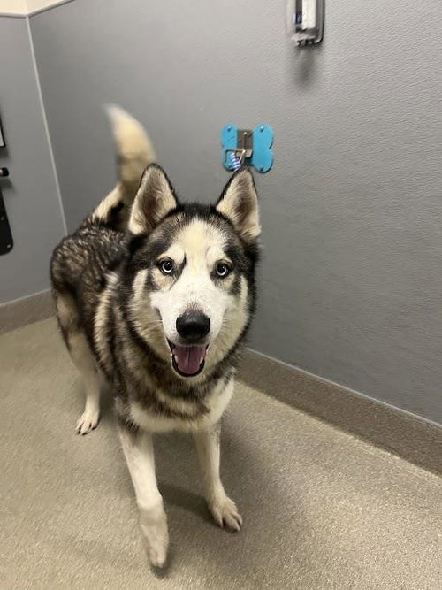Thunder, Siberian Husky / Mixed (medium coat)