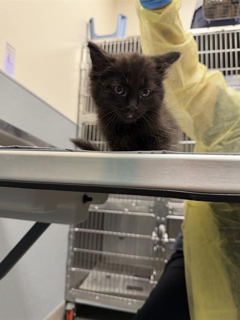 Dim Sum, Domestic Short Hair / Mixed (medium coat)