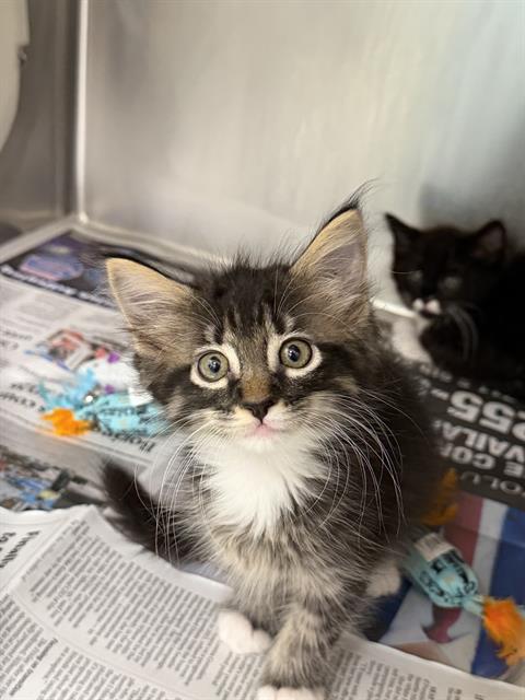 Wasabi, Domestic Long Hair / Mixed (medium coat)