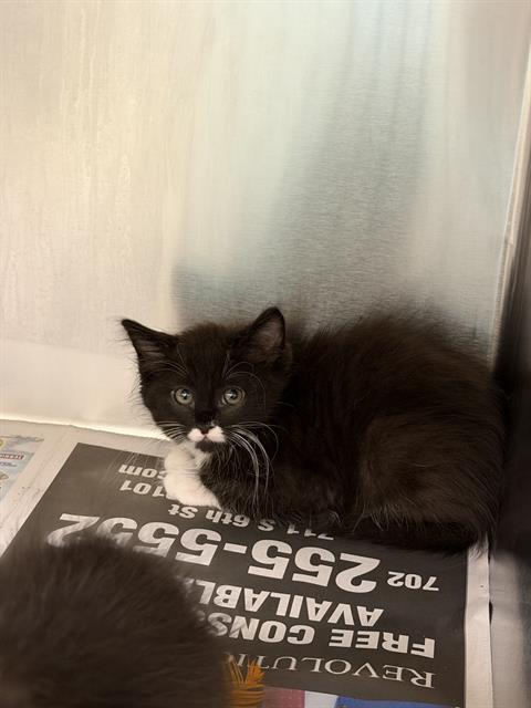 Eggroll, Domestic Short Hair / Mixed (medium coat)
