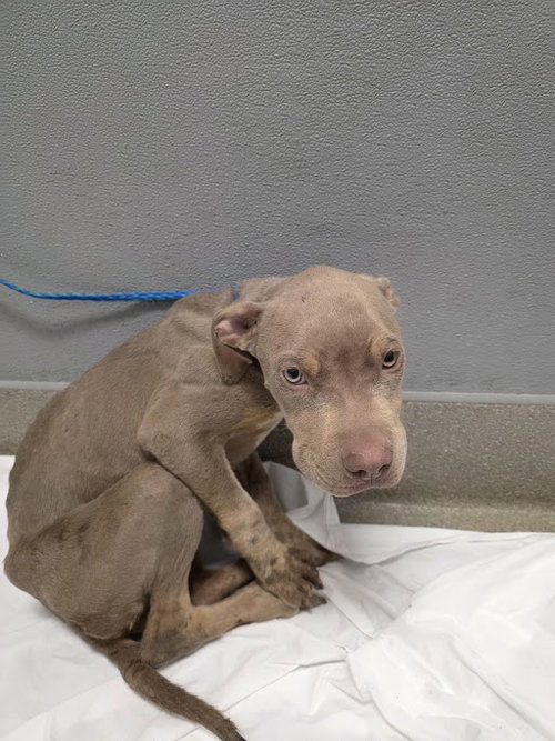 Hufflepuff, Pit Bull Terrier / Mixed (medium coat)