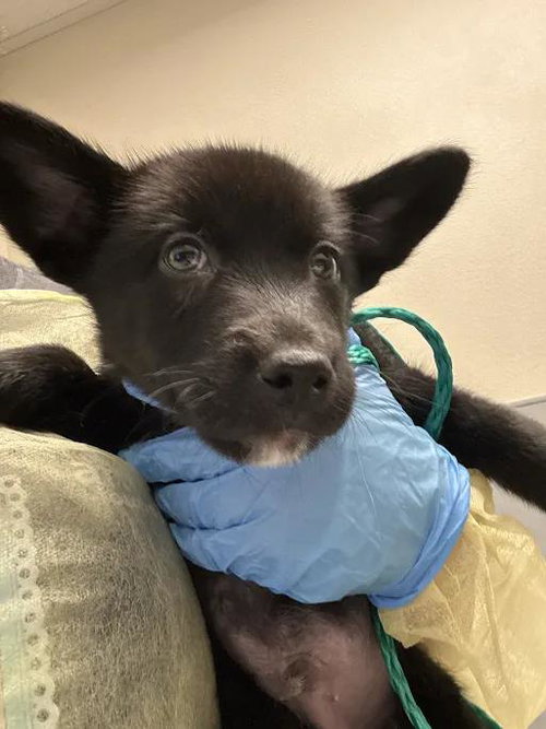 Dorito, Siberian Husky / Mixed (medium coat)