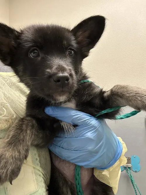 Cheeto, Siberian Husky / Mixed (medium coat)