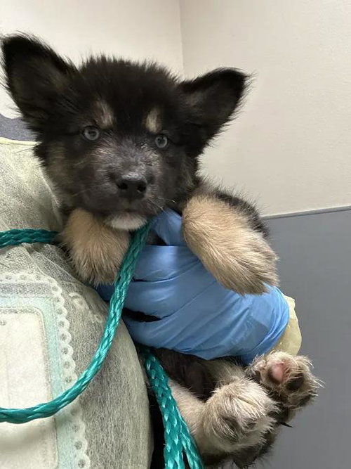 Frito, Siberian Husky / Mixed (medium coat)