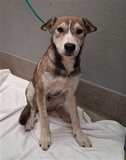 Rumble, German Shepherd Dog / Mixed (medium coat)