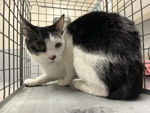 Luna - Domestic Short Hair