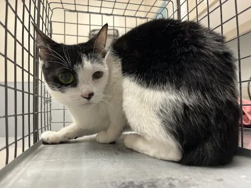 Luna, Domestic Short Hair / Mixed (medium coat)