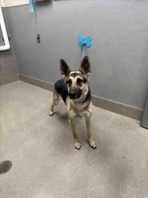 Justice - German Shepherd Dog