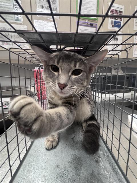 Thoulu, Domestic Short Hair / Mixed (medium coat)