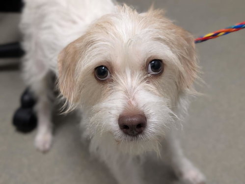 Ice Cream, Terrier / Mixed (medium coat)
