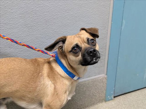 Charlie, Chihuahua / Mixed (medium coat)