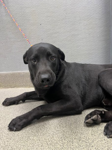 Pawliver, Labrador Retriever / Mixed (medium coat)