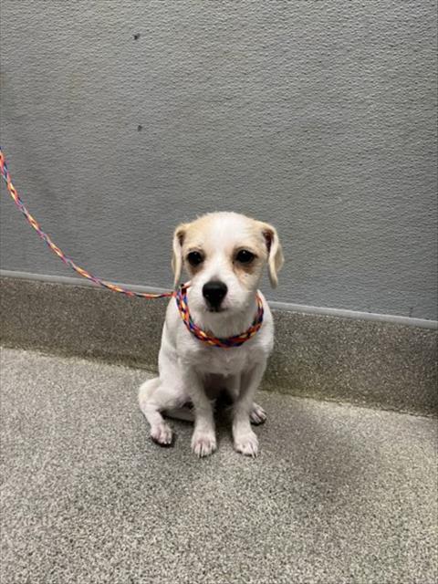 Zuzu, Terrier / Mixed (medium coat)