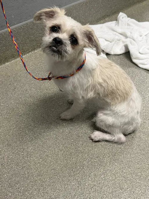 Flor, Terrier / Mixed (medium coat)