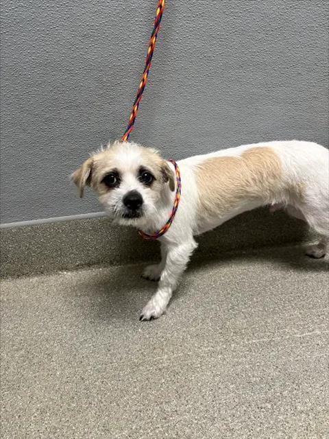 Aloe, Terrier / Mixed (medium coat)