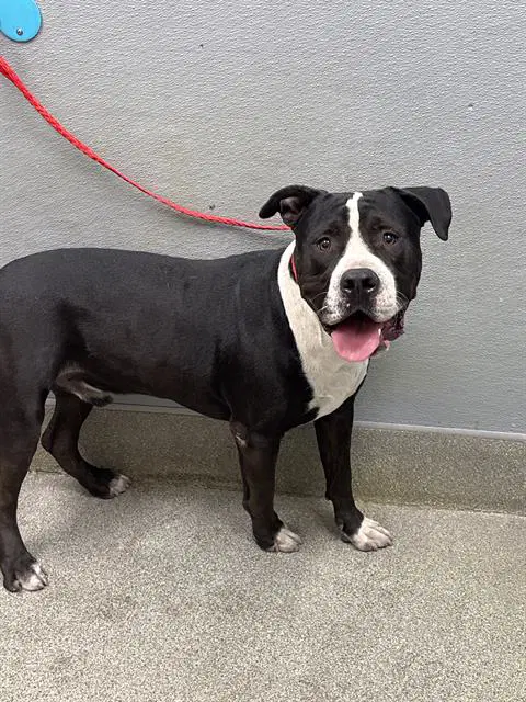 Bubba - Staffordshire Bull Terrier