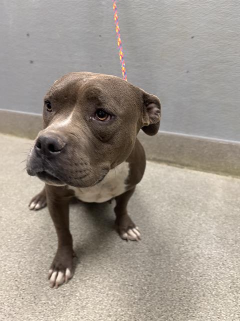 Lily, Staffordshire Bull Terrier / Mixed (medium coat)