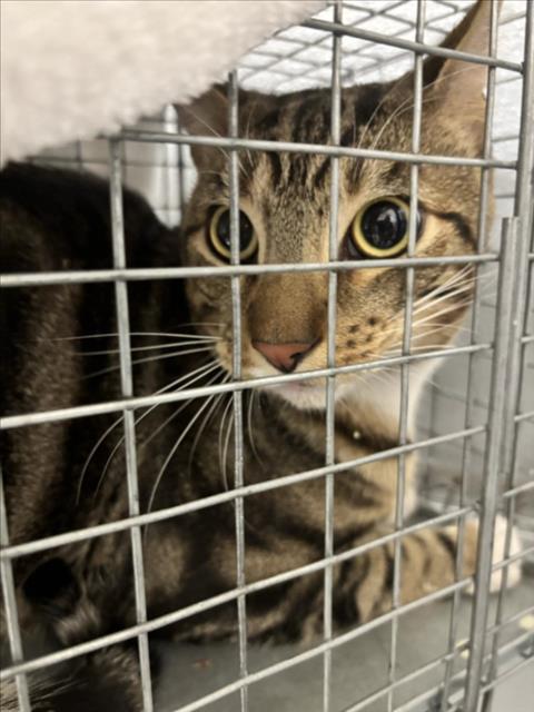 Ralphy, Domestic Short Hair / Mixed (medium coat)