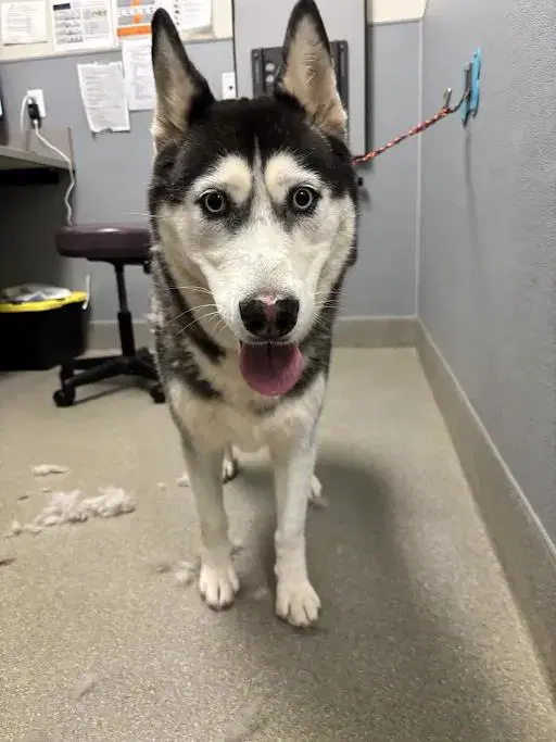 Lucy - Husky
