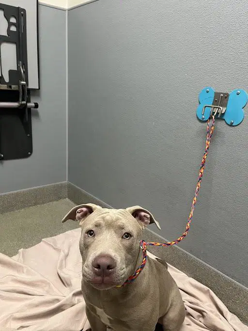 Silver - American Pit Bull Terrier